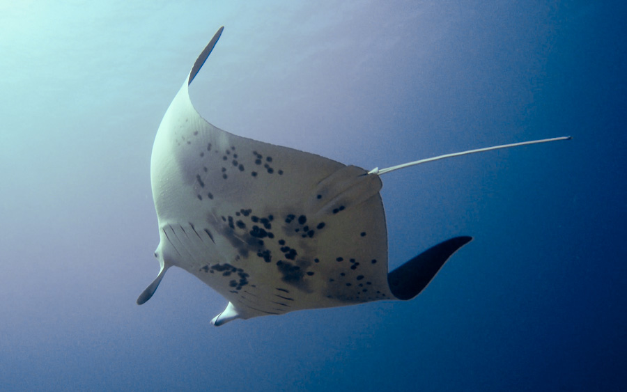 Requirements for Kona's Manta Ray Snorkel Kona Snorkel Trips