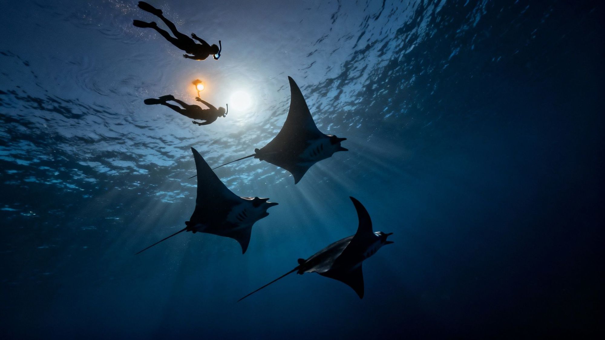 thumbnail_b7acff Divers swimming above three manta rays illuminated underwater.