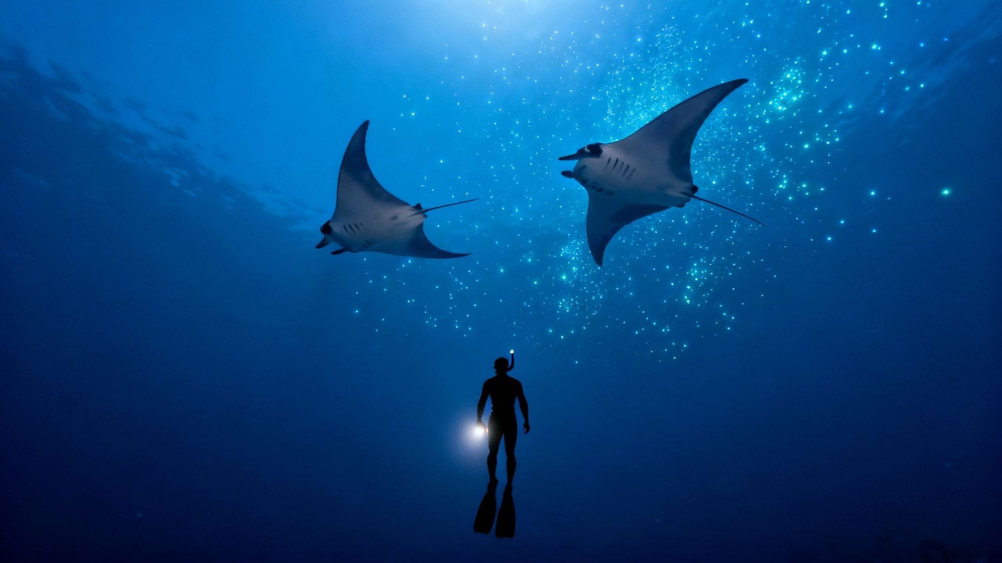 thumbnail_d45a69 Diver with snorkel swims near two manta rays in deep blue ocean.