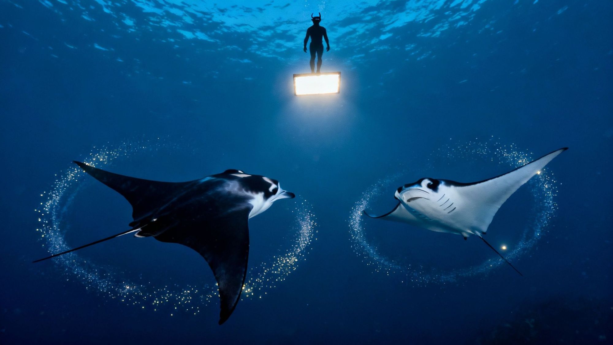 Two manta rays swimming underwater with a diver above holding a light, creating circular patterns in the water.