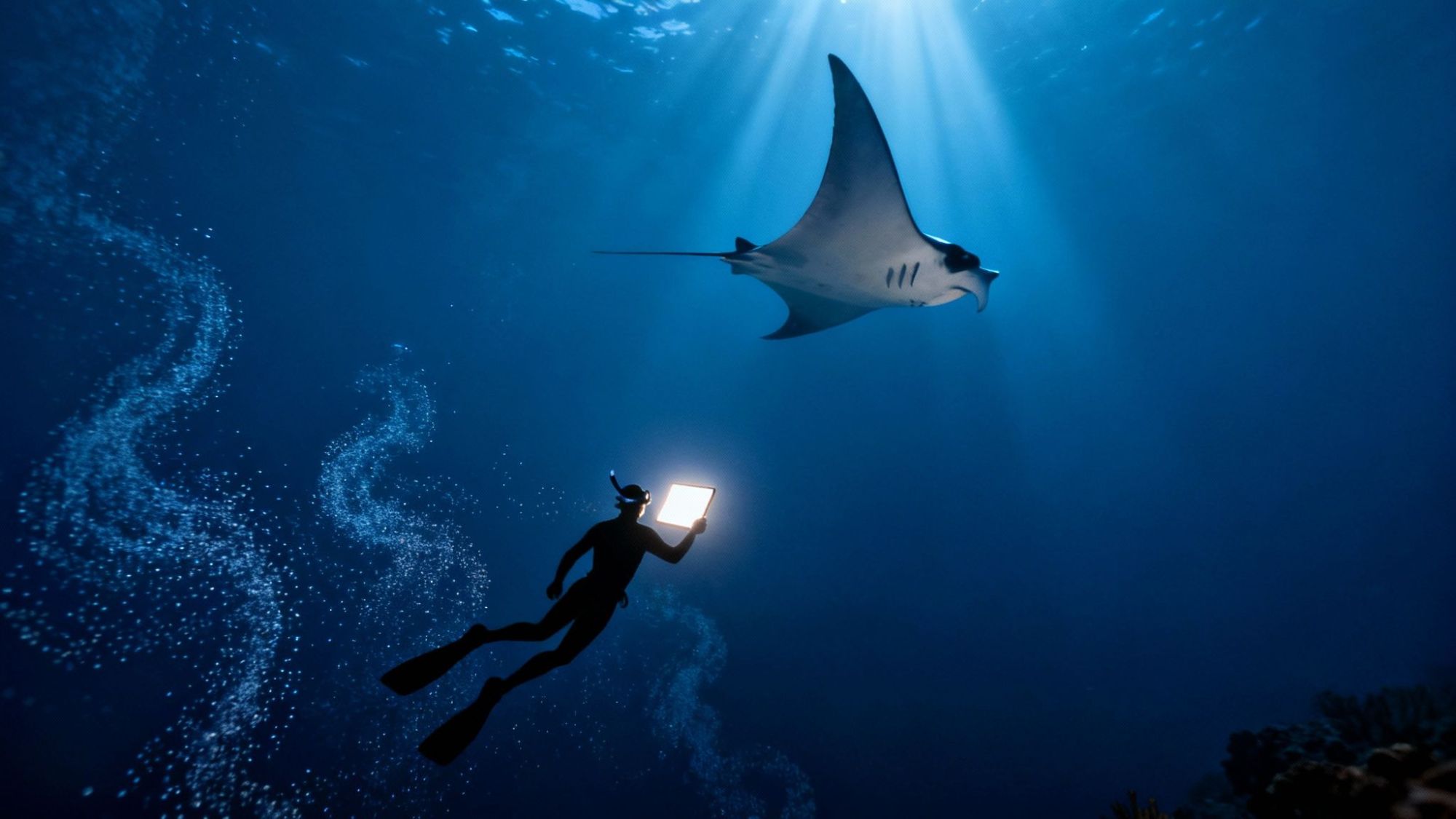 Diver holding a tablet swims near a manta ray in deep blue ocean.