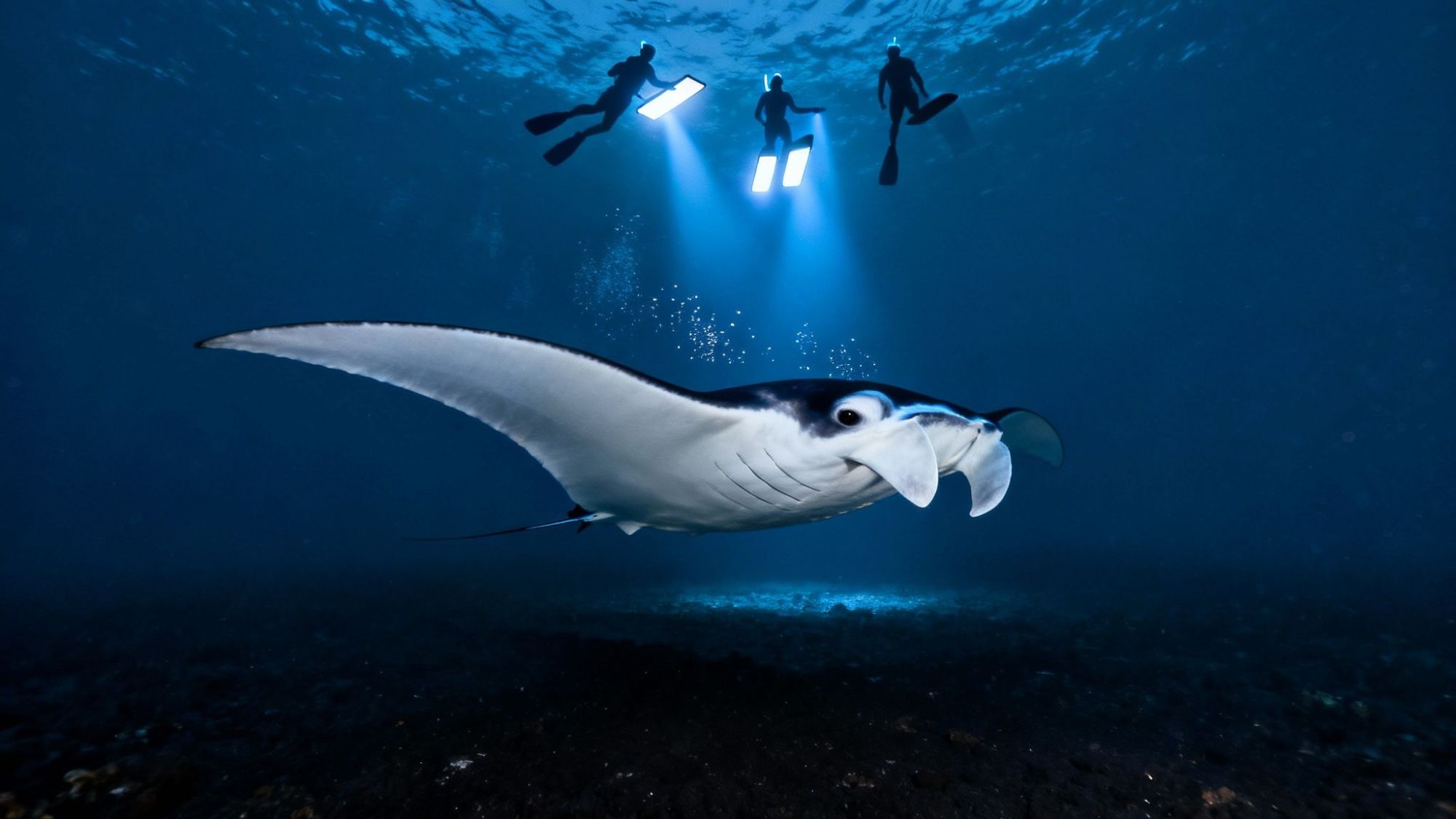 Underwater view of manta ray swimming with three divers holding lights above.