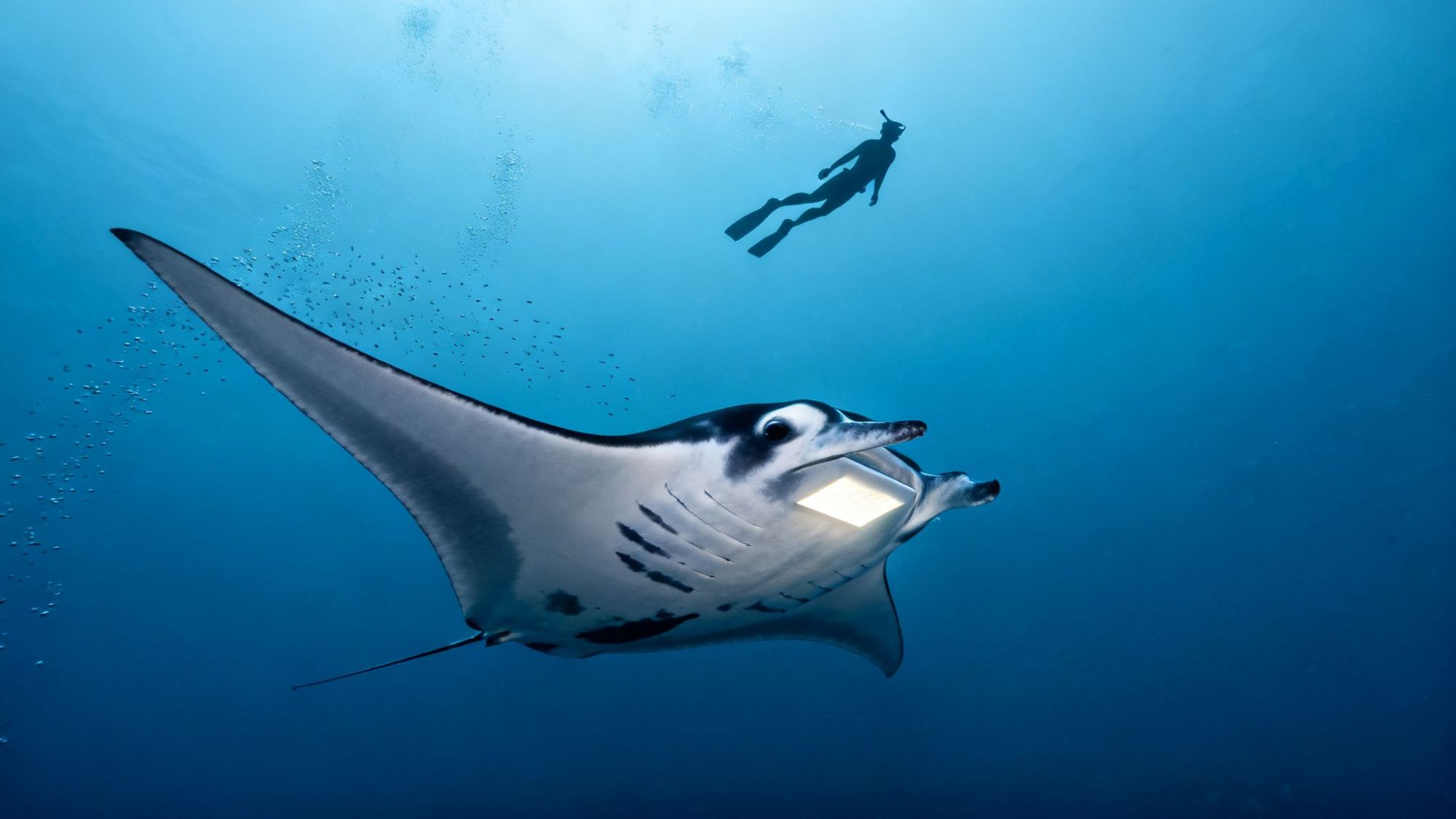 Underwater view of a large manta ray swimming with a diver in the background.