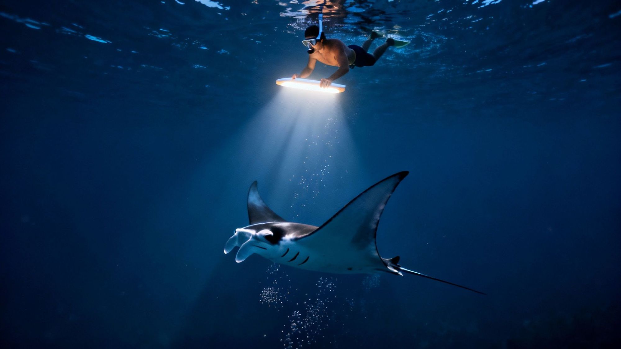 Snorkeler with light swimming above a manta ray in deep blue ocean.