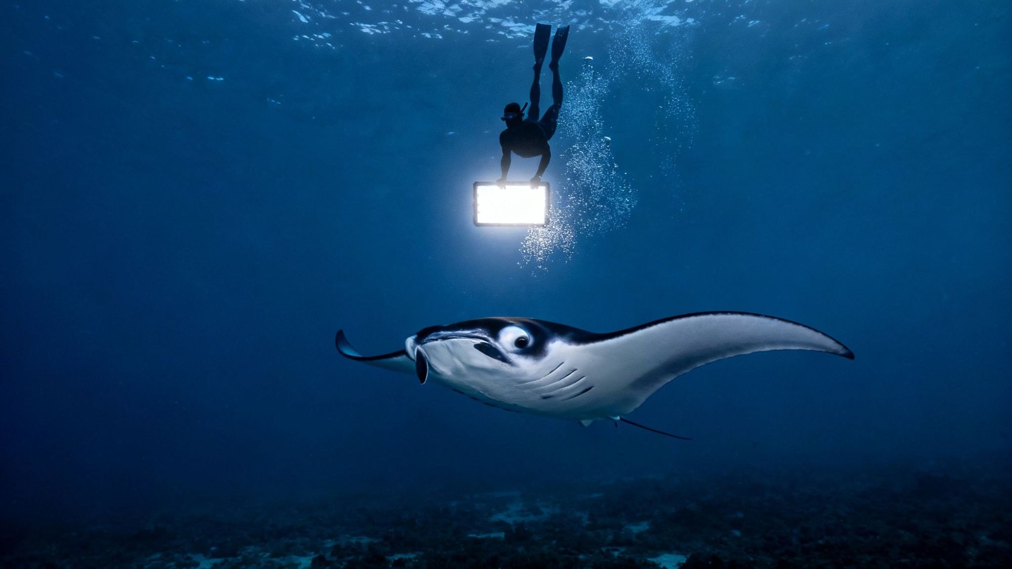 Diver with light and manta ray underwater in deep blue sea.