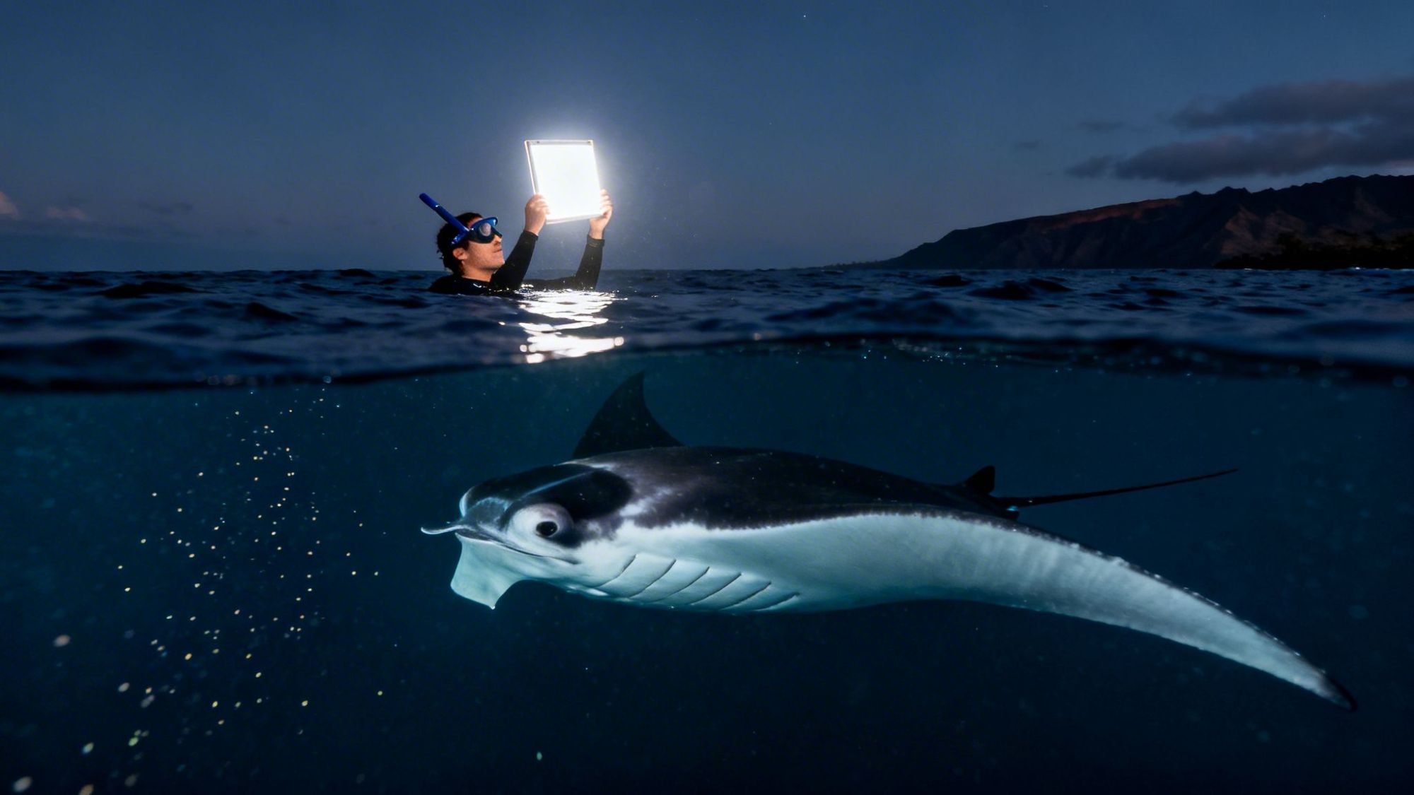 A snorkeler holds a light above water while a manta ray swims below at dusk.