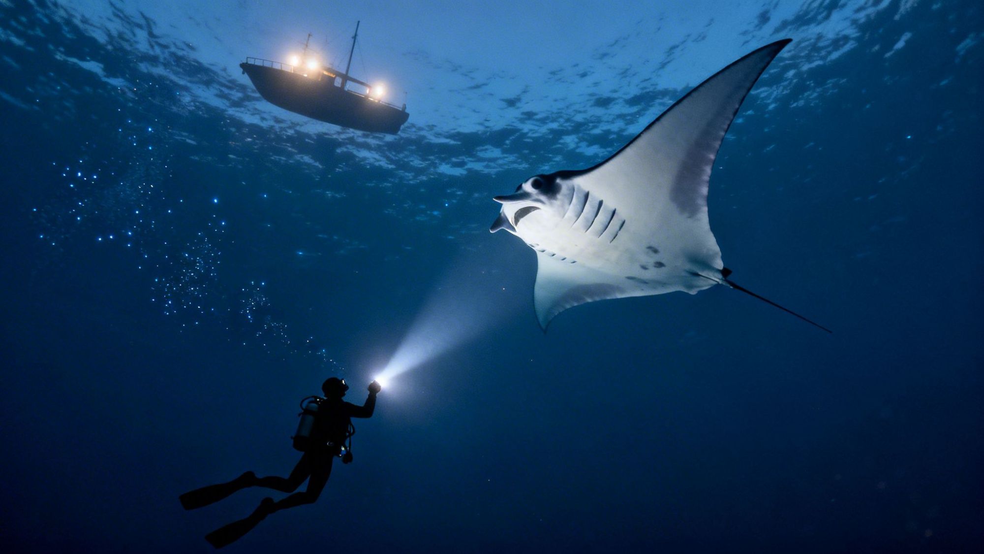 Underwater diver with flashlight near manta ray, boat visible above.