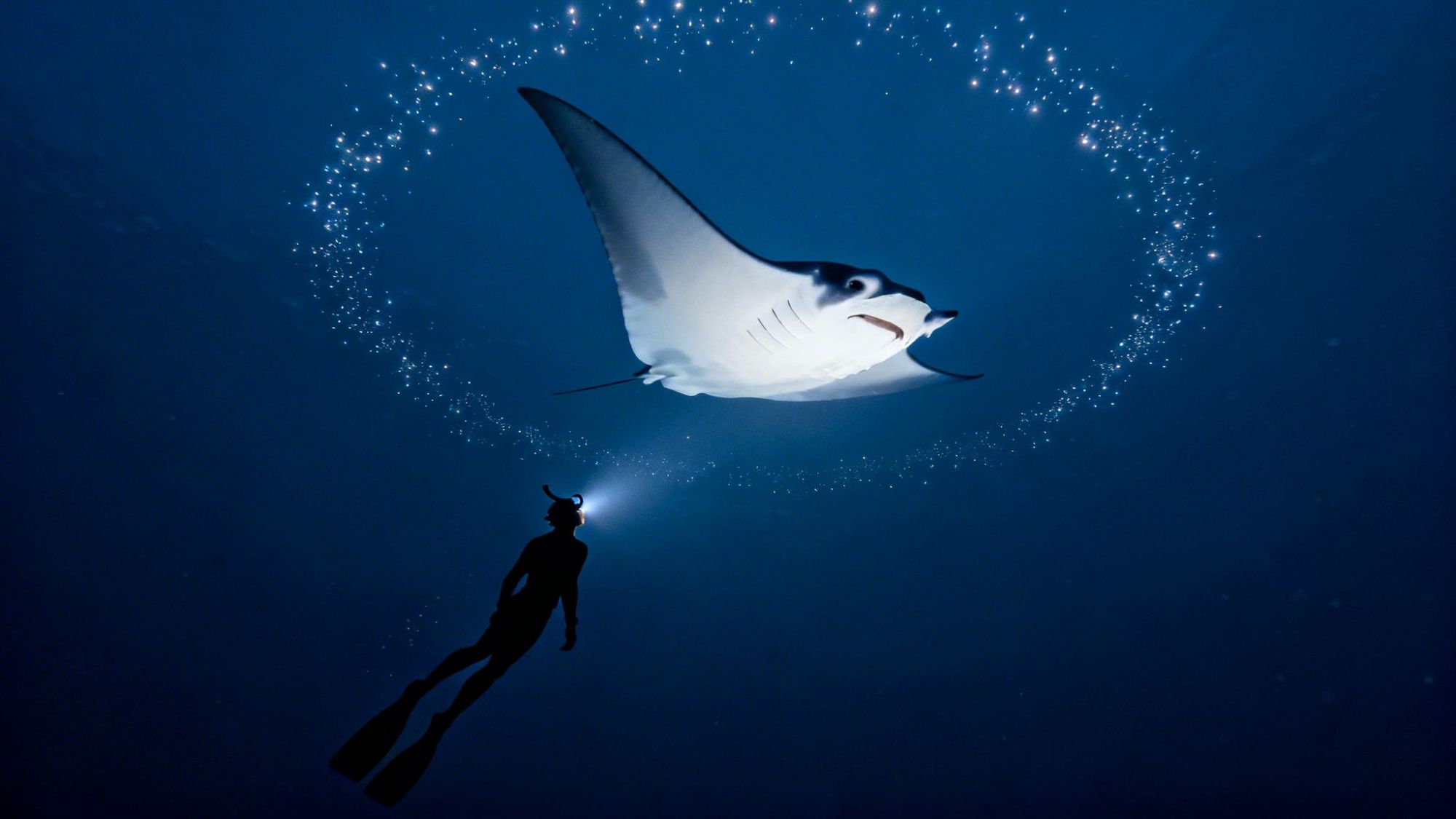 Diver with flashlight below a manta ray surrounded by a bubble ring in deep blue water.