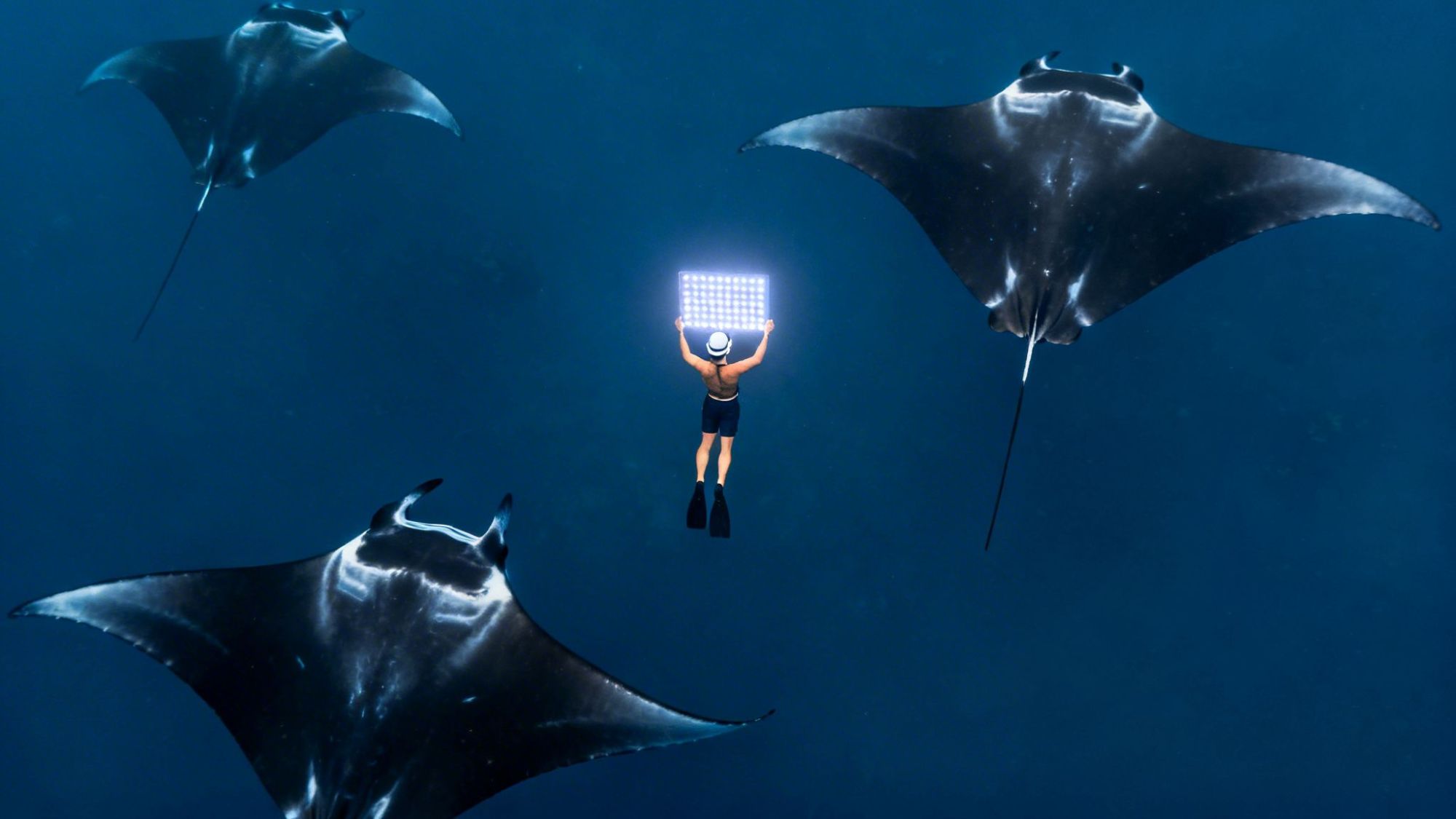 Diver with light panel surrounded by three manta rays underwater.
