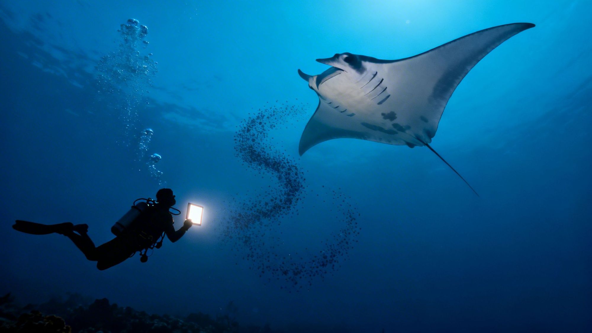 Diver with tablet swims near large manta ray, bubbles rising, in deep blue ocean.