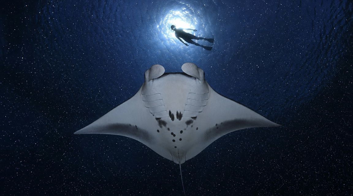 Diver swims above a manta ray in deep blue ocean water.
