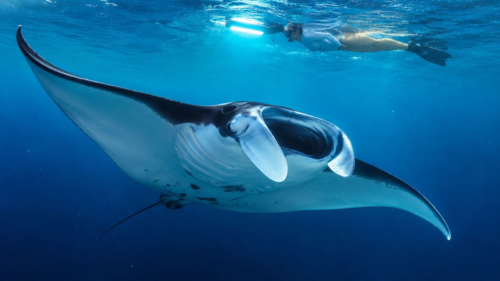 Manta ray swimming near a snorkeler in clear blue water.