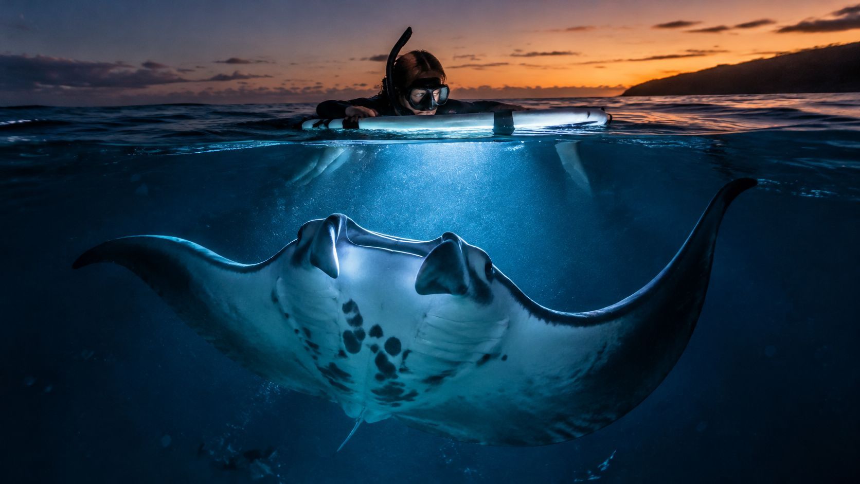 Scuba diver observes a manta ray swimming underwater at sunset.