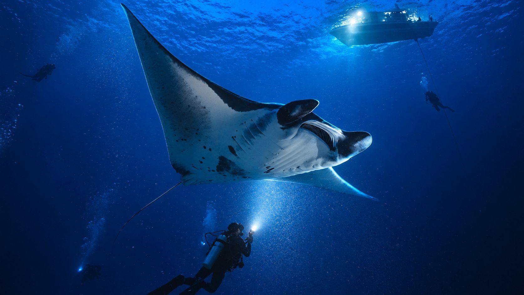 Diver swims near a giant manta ray underwater with a boat above.