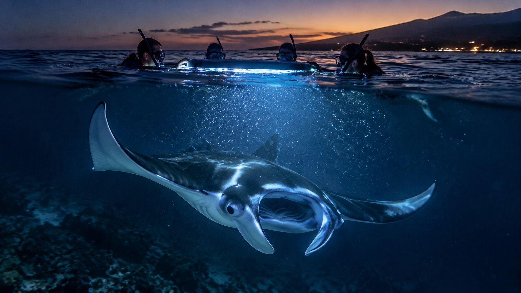 Manta ray swims under four snorkelers in ocean at dusk.