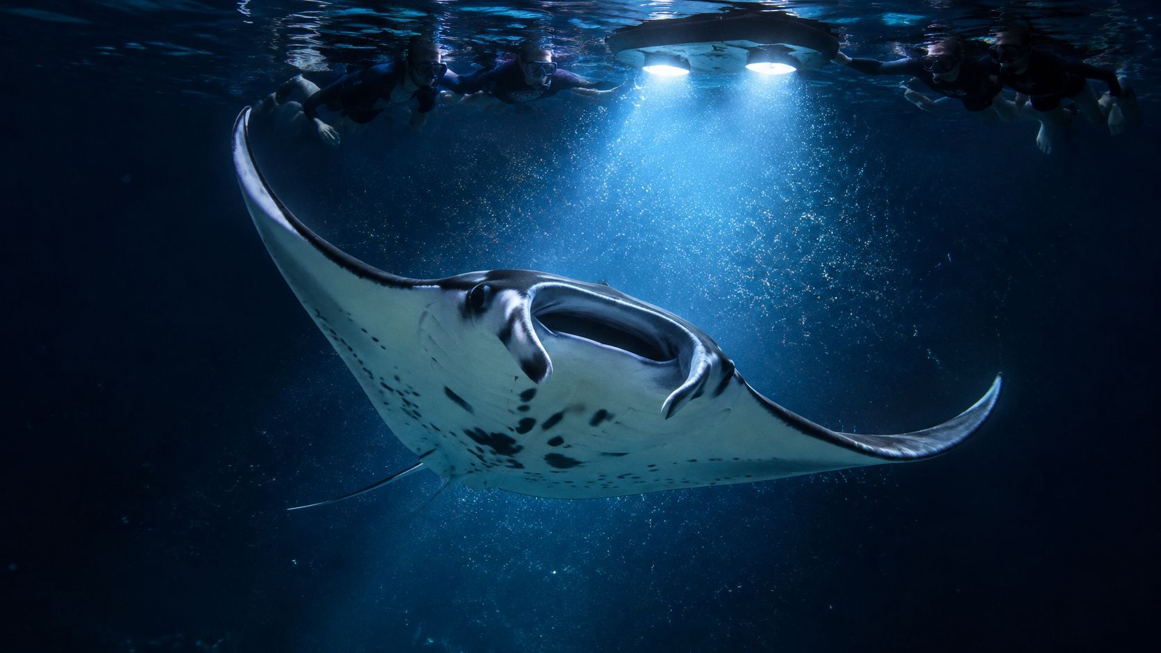 Manta ray illuminated by underwater lights, swimming in dark ocean waters.