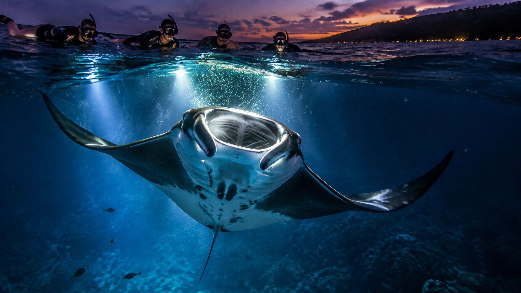 Manta ray swimming at night, illuminated by lights with snorkelers above.