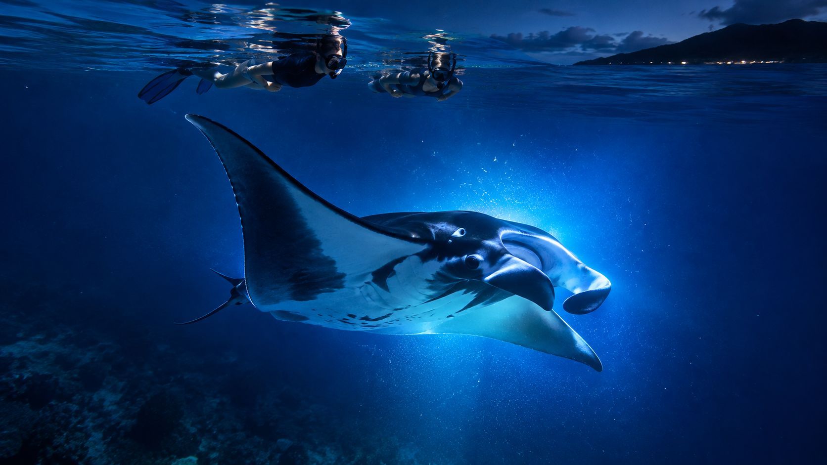 Divers observing a manta ray illuminated underwater at night.