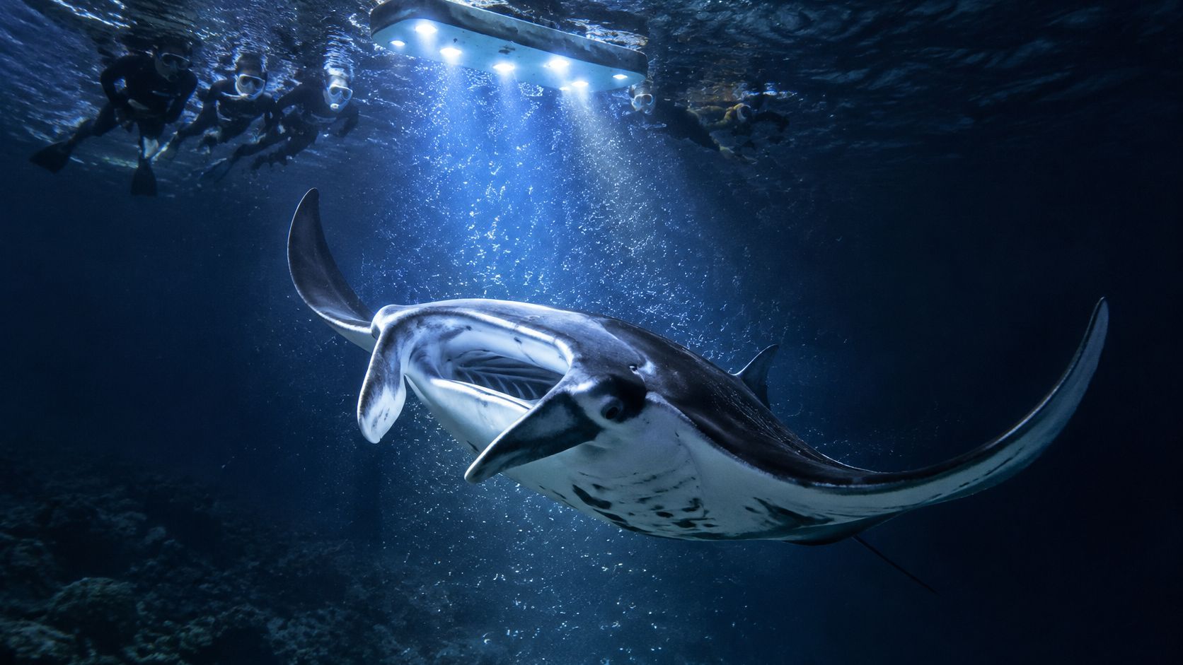 Underwater view of a manta ray lit from above, surrounded by divers.