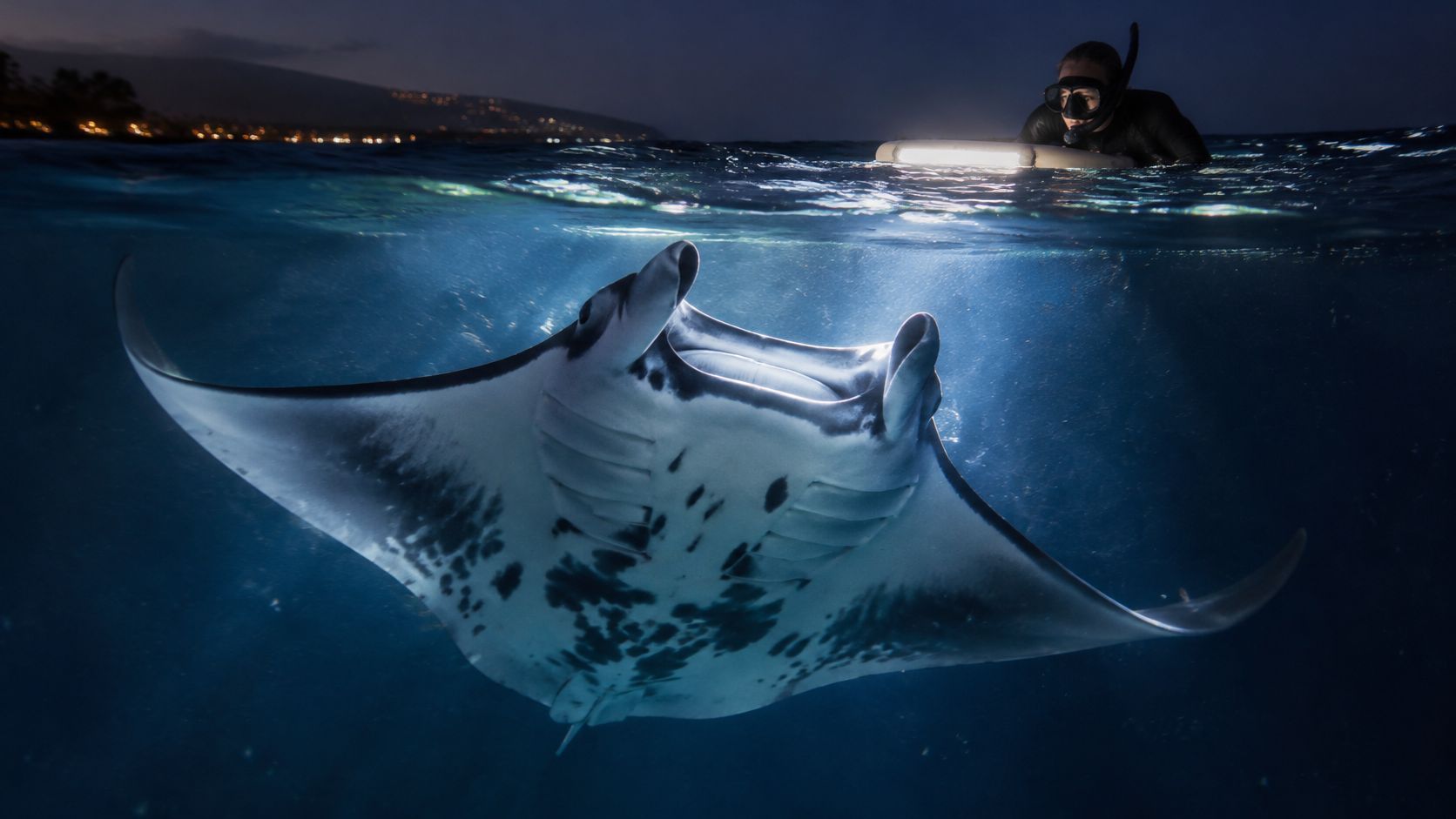 A scuba diver observes a manta ray underwater at night.