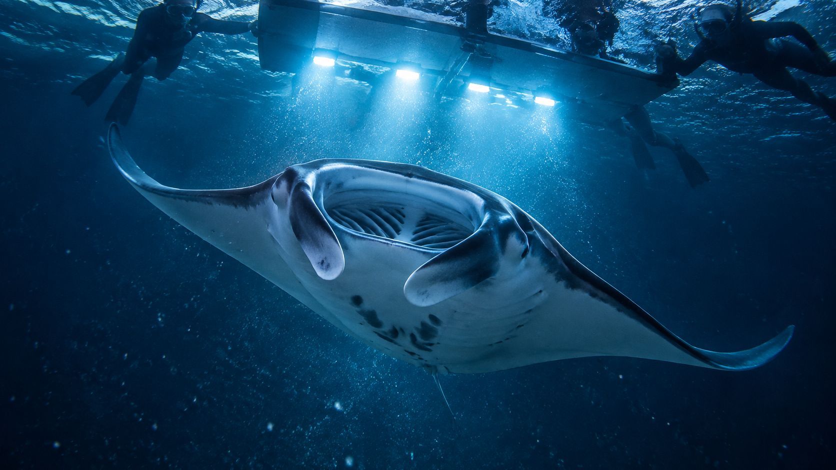 Manta ray swimming under divers with lights in the ocean.