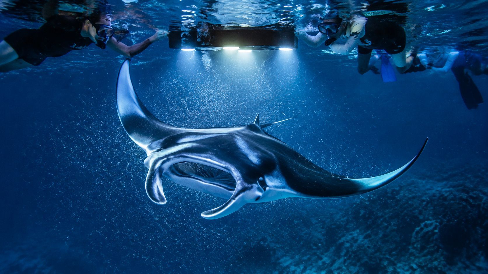 Manta ray swimming underwater with divers and lights nearby.