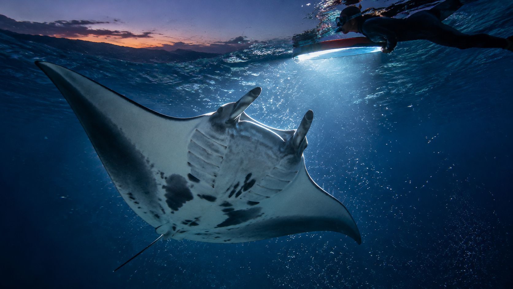 Diver with flashlight swims above a manta ray at twilight.