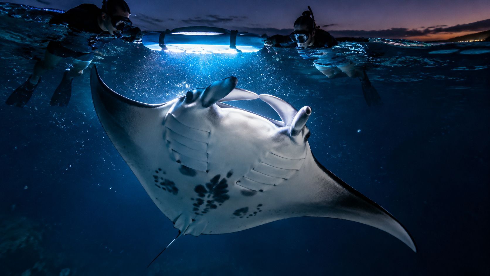 Manta ray swimming underwater at night with divers nearby, illuminated by blue lights.