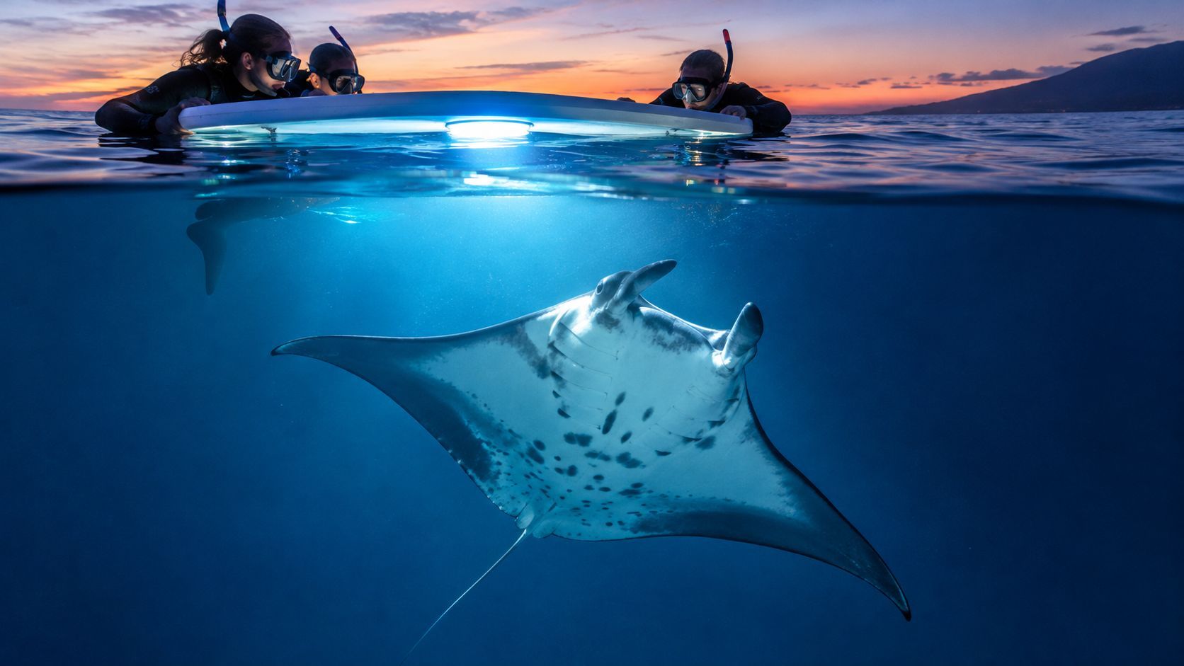 Snorkelers at surface, light illuminating manta ray underwater at sunset.