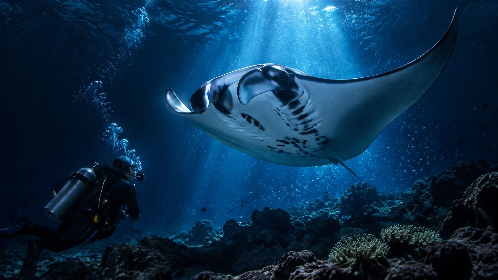 Diver underwater near a large manta ray illuminated by sunlight.